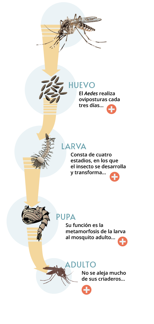 Ciclo de mosquito del Dengue